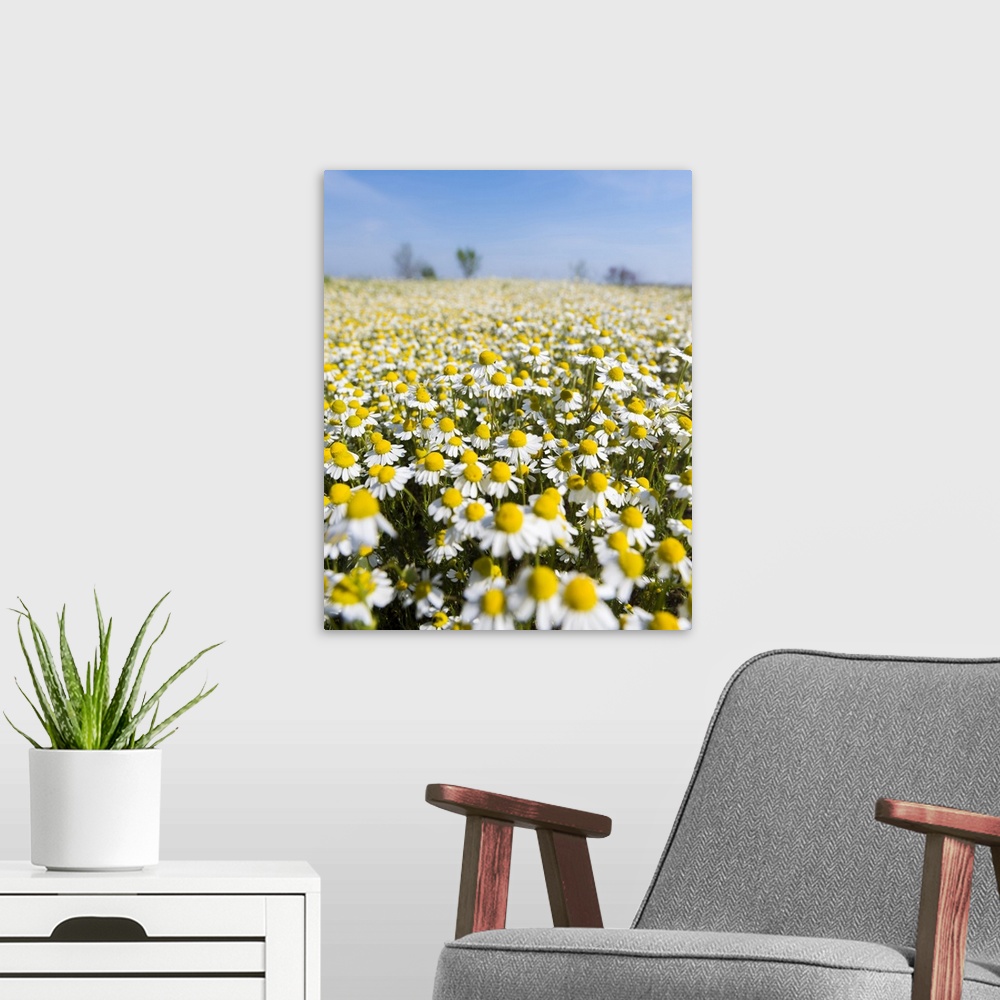 A modern room featuring Chamomile Field, Hortobagy National Park in spring. Hungary.