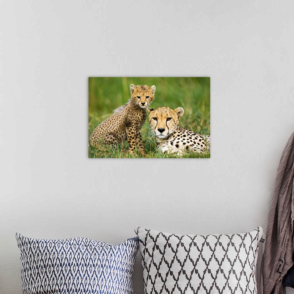 A bohemian room featuring Cheetah, Acinonyx jubatus, with cub in the Masai Mara GR, Kenya.