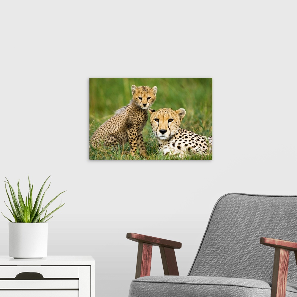 A modern room featuring Cheetah, Acinonyx jubatus, with cub in the Masai Mara GR, Kenya.