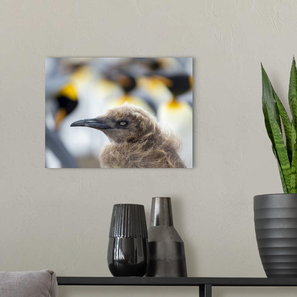 A modern room featuring Chick in brown plumage. King Penguin on Falkland Islands.