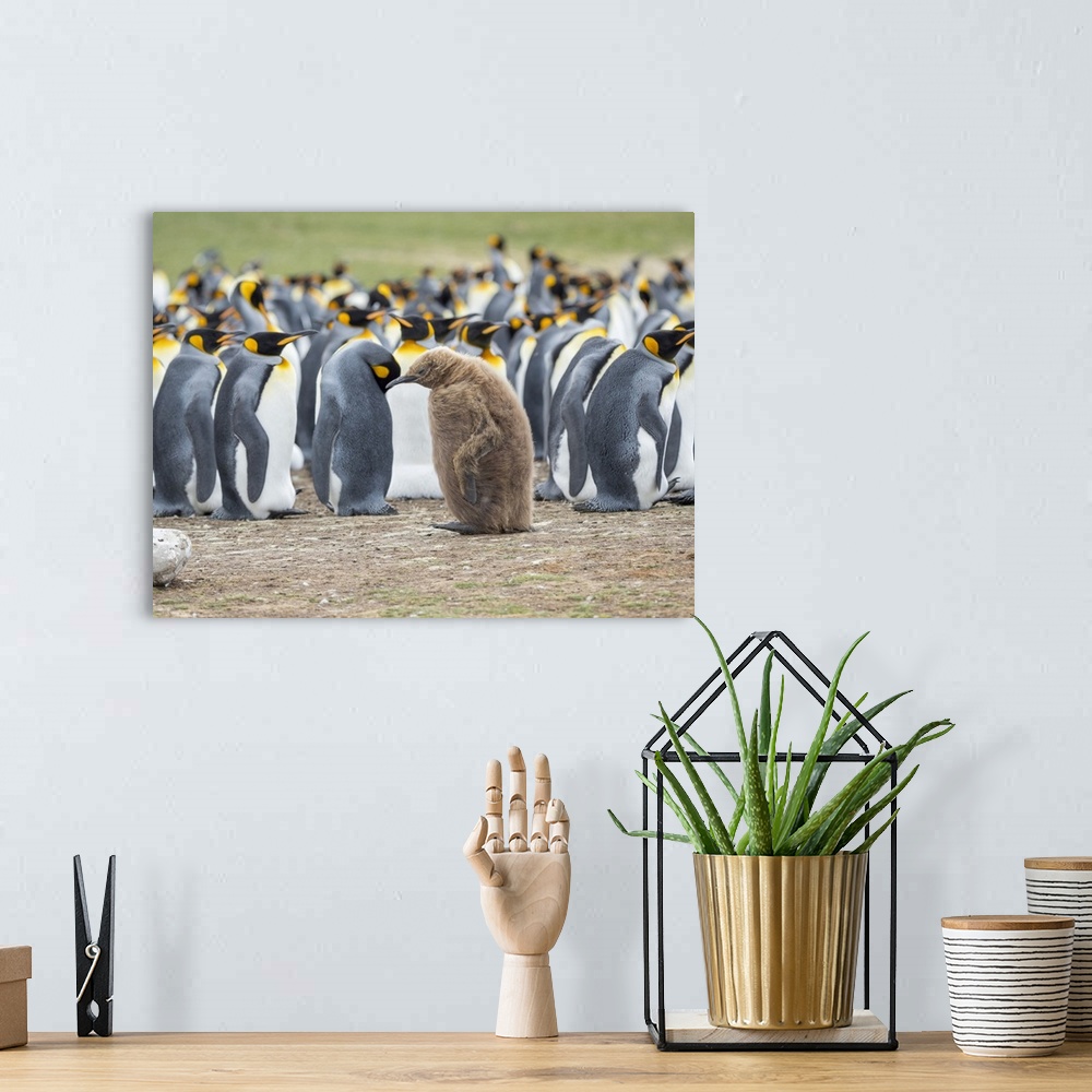A bohemian room featuring Chick in brown plumage. King Penguin on Falkland Islands.
