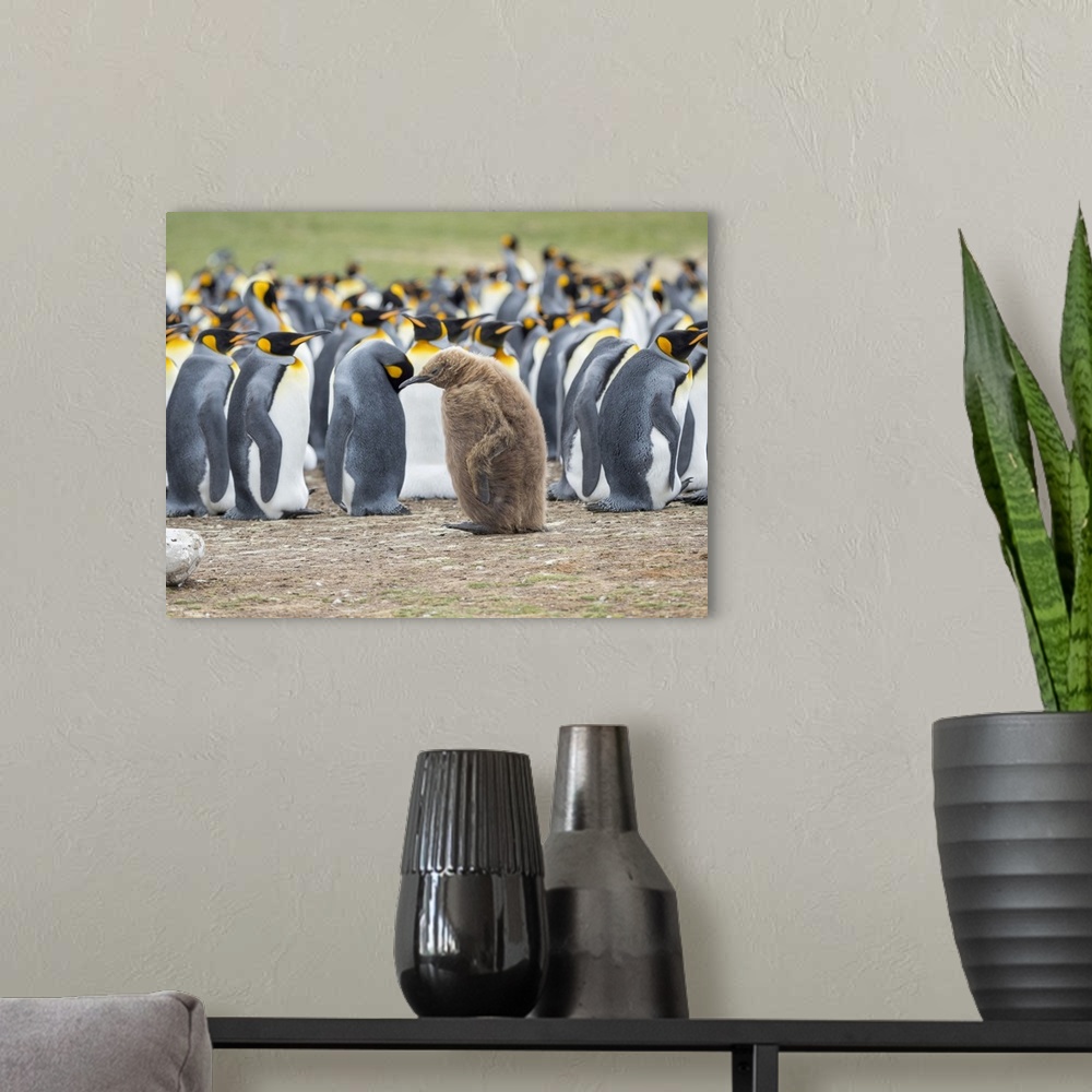 A modern room featuring Chick in brown plumage. King Penguin on Falkland Islands.