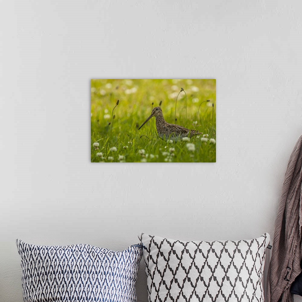 A bohemian room featuring Chile, Patagonia. Common snipe in grass.
