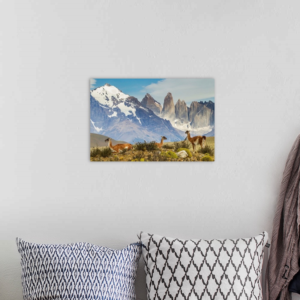 A bohemian room featuring Chile, Patagonia, Torres del Paine. Guanacos in field.