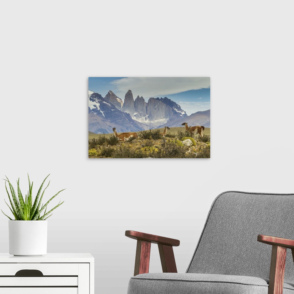 A modern room featuring South America, Chile, Patagonia, Torres del Paine. Guanacos in field.