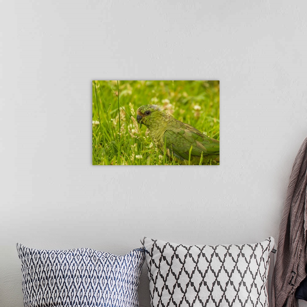 A bohemian room featuring Chile, Patagonia, Torres del Paine National Park. Austral parakeet in grass.
