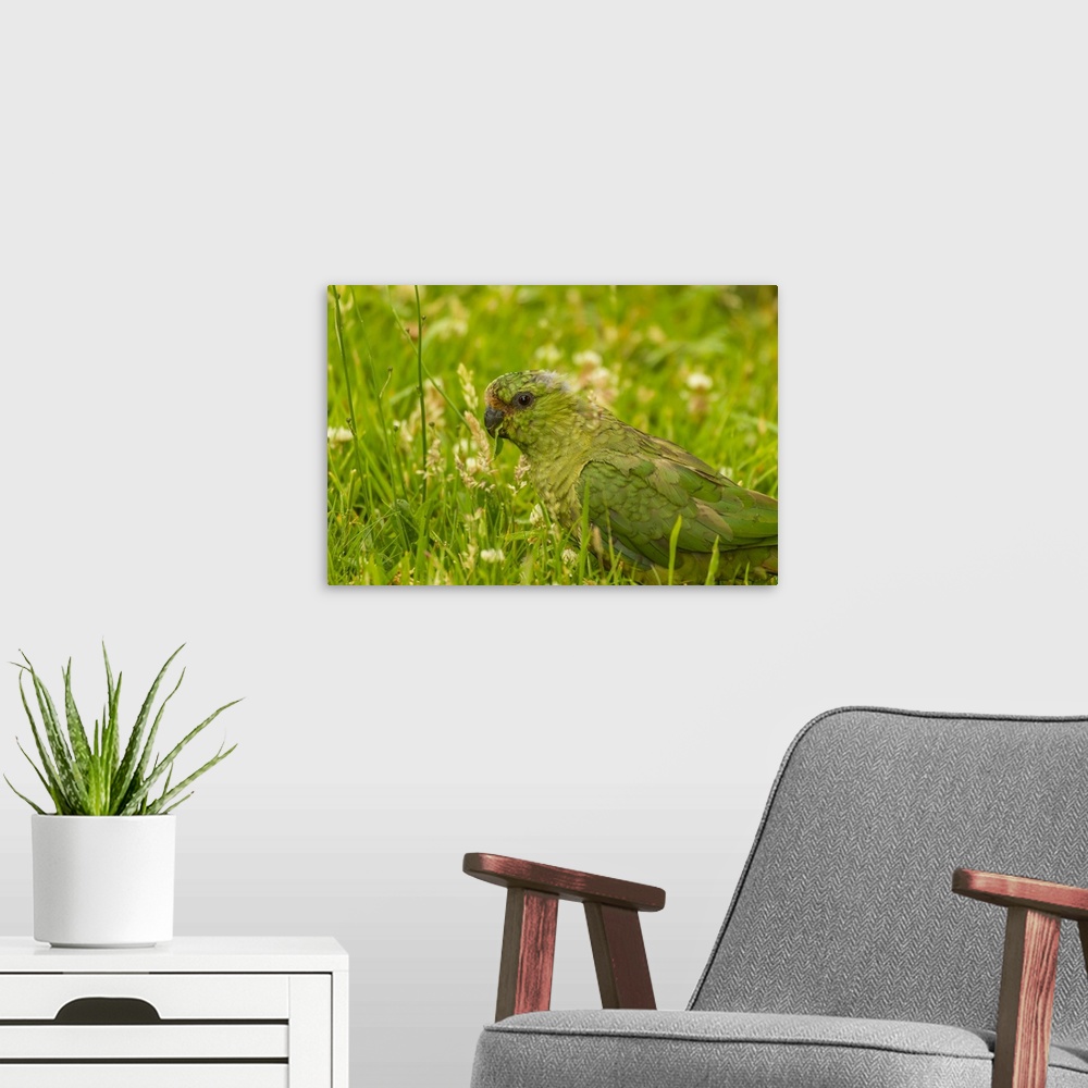 A modern room featuring Chile, Patagonia, Torres del Paine National Park. Austral parakeet in grass.