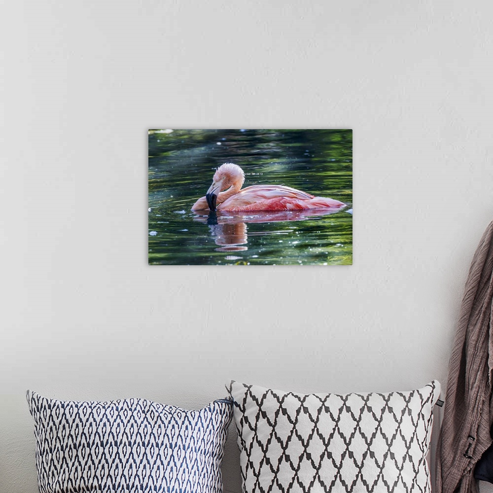 A bohemian room featuring Chilean flamingo swimming. Nature, Fauna.