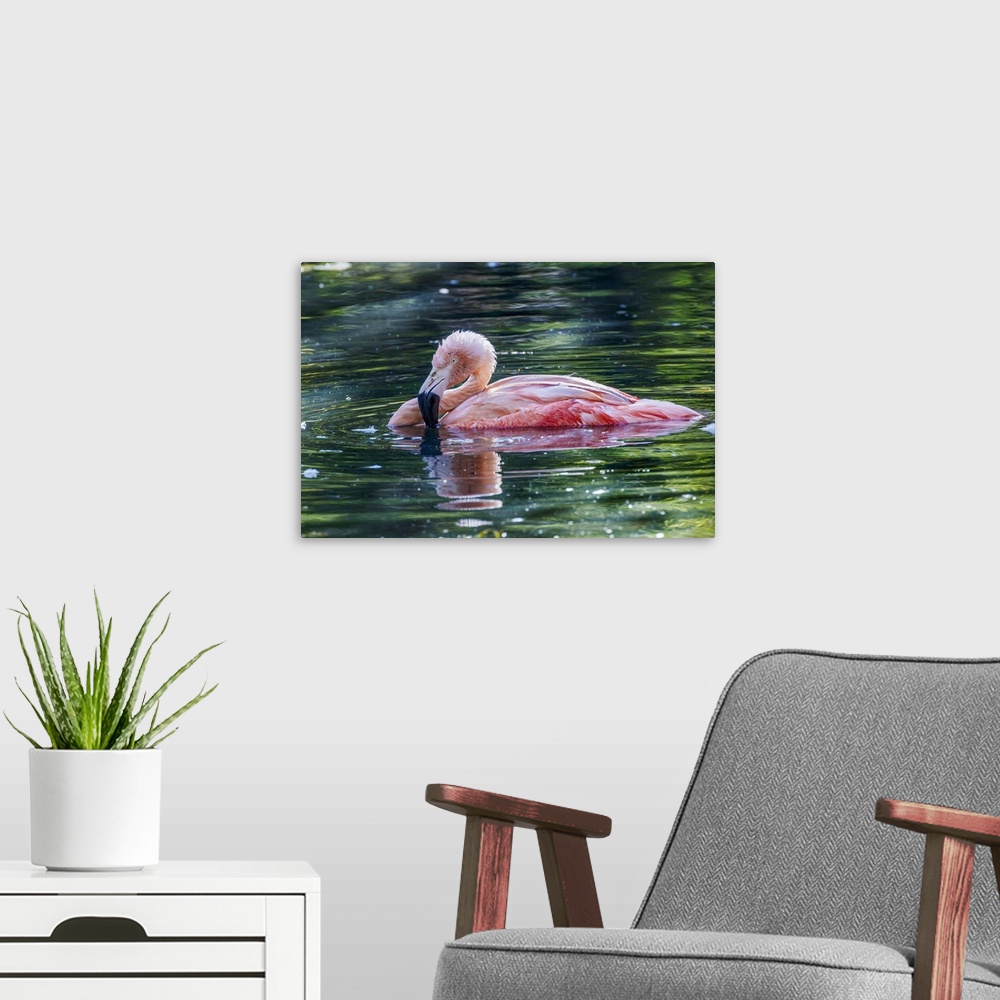 A modern room featuring Chilean flamingo swimming. Nature, Fauna.