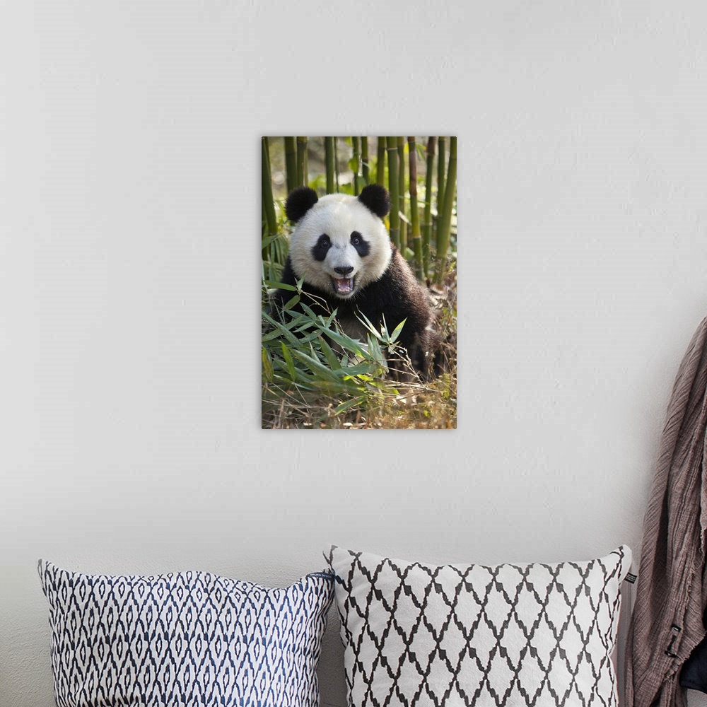A bohemian room featuring China, Chengdu, Chengdu Panda Base. Close-up of young giant panda.
