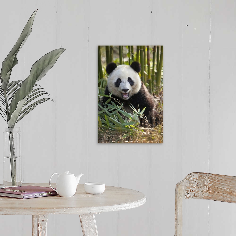 A farmhouse room featuring China, Chengdu, Chengdu Panda Base. Close-up of young giant panda.