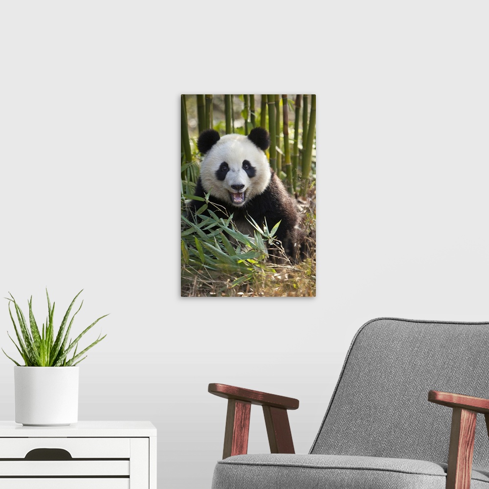 A modern room featuring China, Chengdu, Chengdu Panda Base. Close-up of young giant panda.
