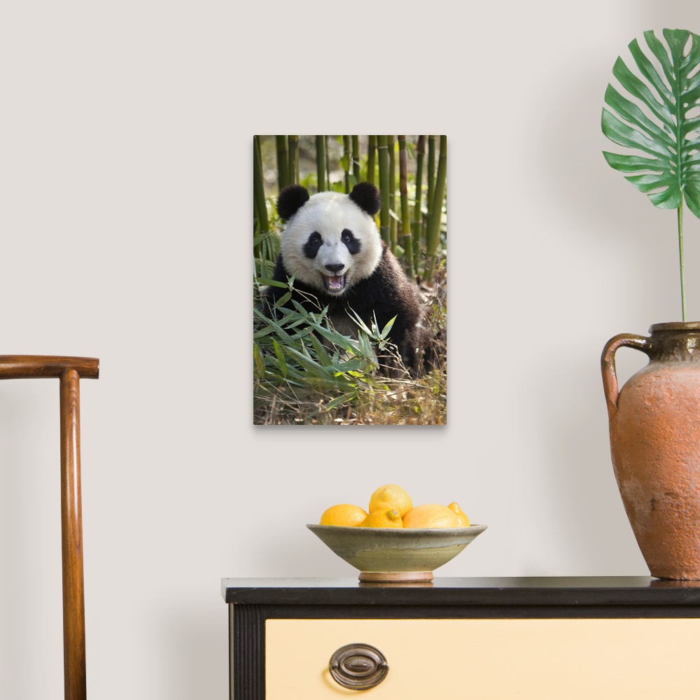 A traditional room featuring China, Chengdu, Chengdu Panda Base. Close-up of young giant panda.