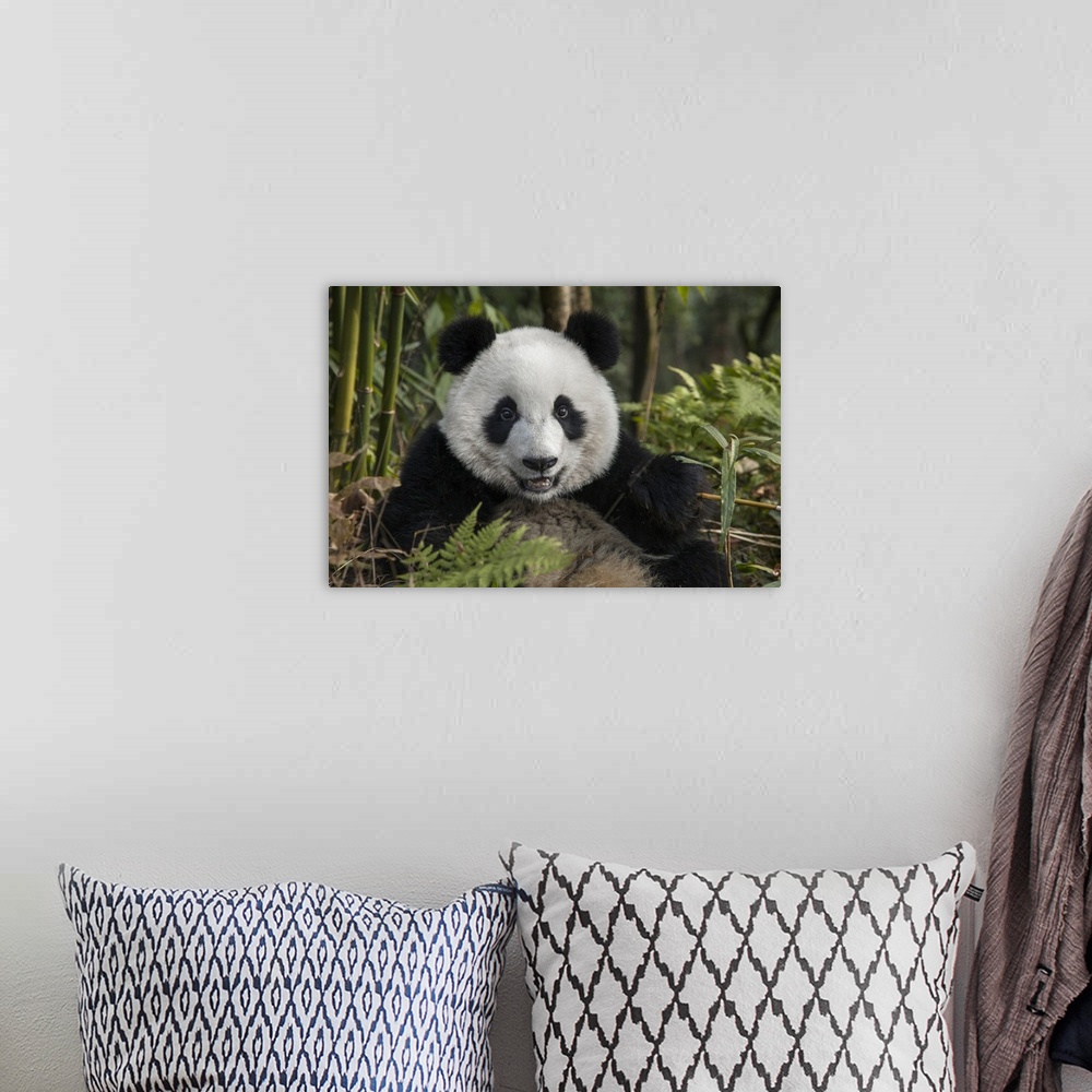 A bohemian room featuring China, Chengdu, Chengdu Panda Base. Portrait of young giant panda.