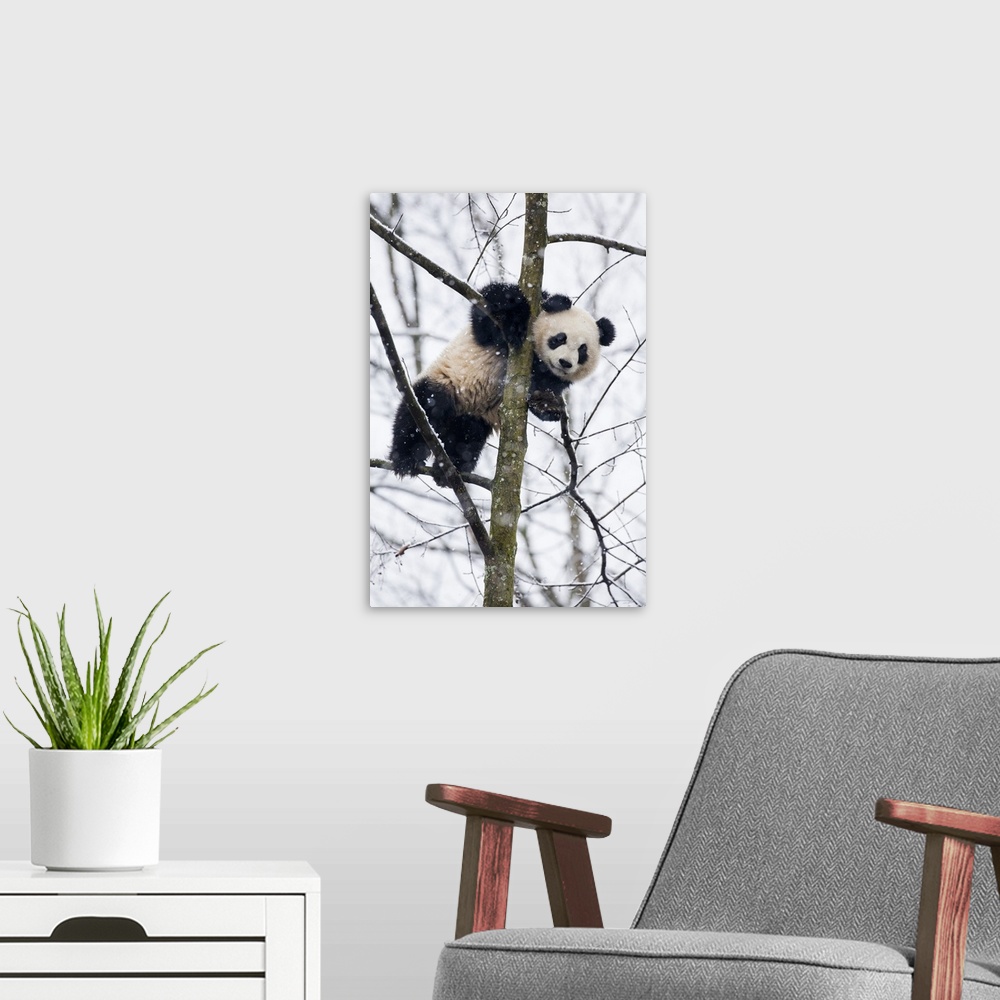 A modern room featuring China, Chengdu Panda Base. Baby giant panda in tree.