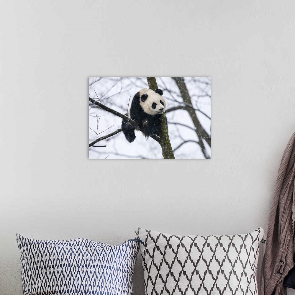A bohemian room featuring China, Chengdu Panda Base. Baby giant panda in tree.