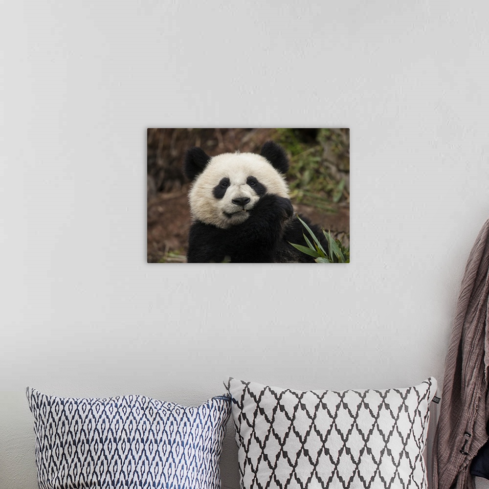 A bohemian room featuring China, Chengdu Panda Base. Close-up of young giant panda.