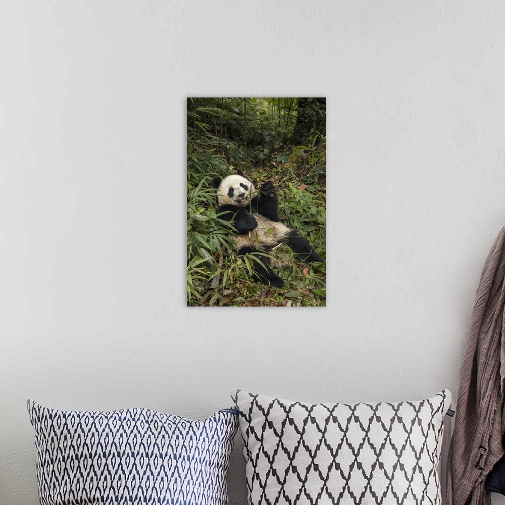 A bohemian room featuring China, Chengdu Panda Base. Young giant panda eating.