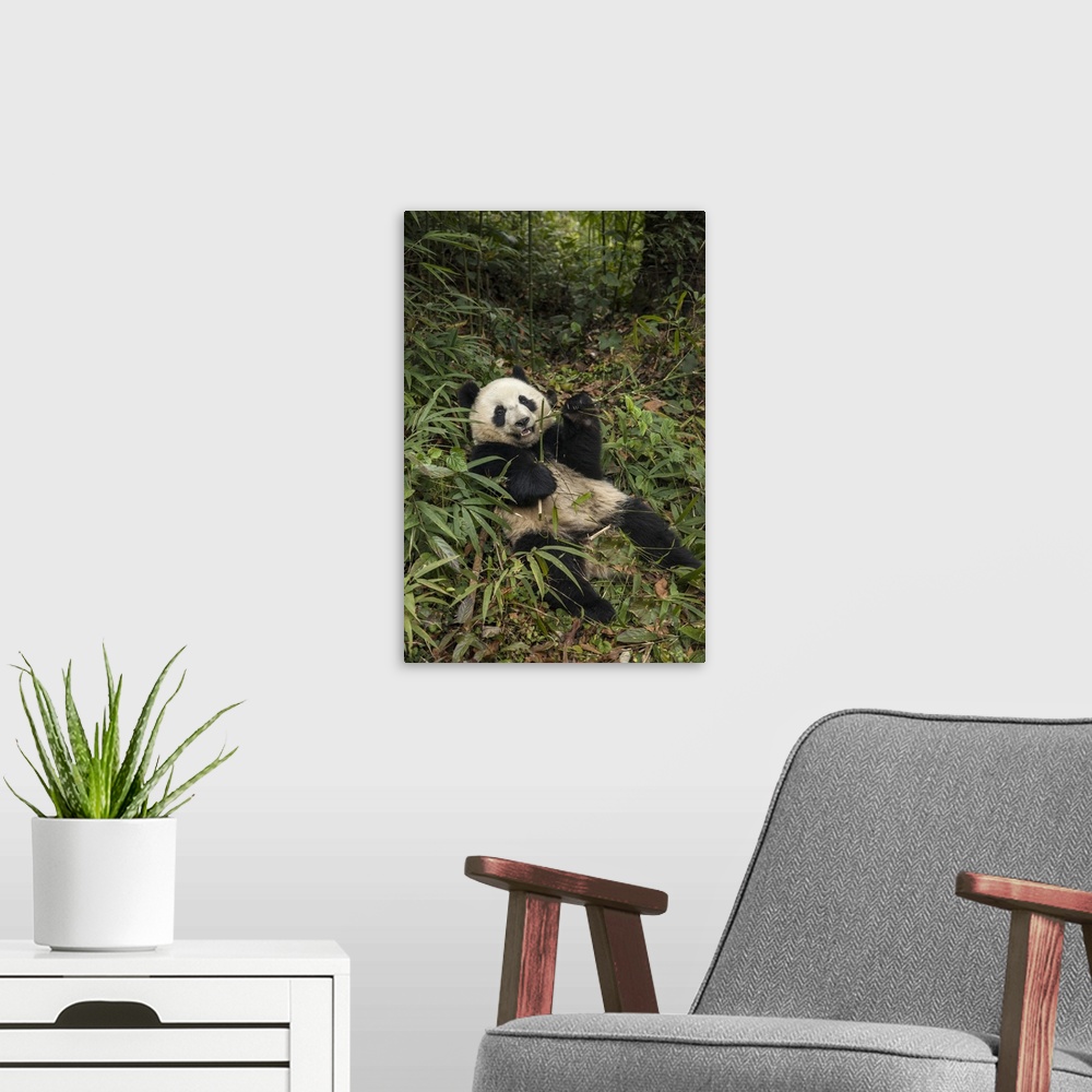 A modern room featuring China, Chengdu Panda Base. Young giant panda eating.