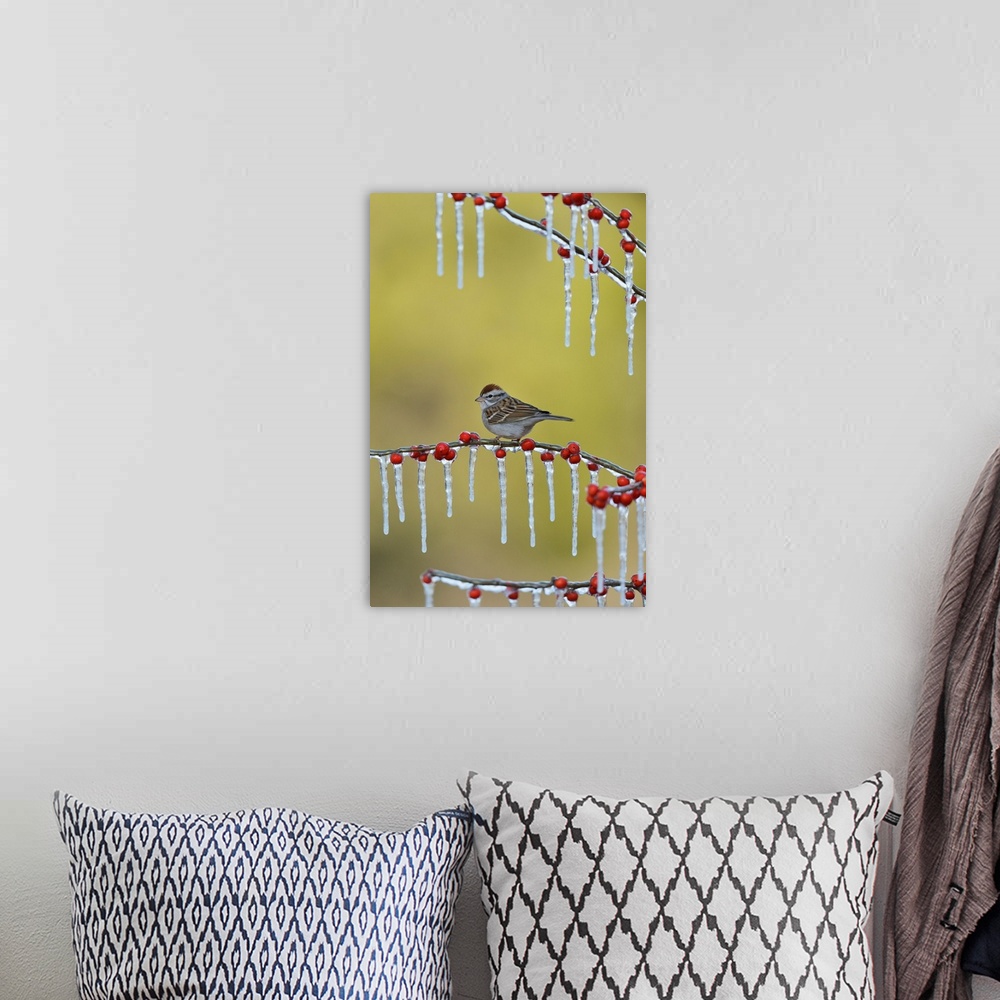 A bohemian room featuring Chipping Sparrow (Spizella passerina), adult perched on icy branch of Possum Haw Holly (Ilex deci...