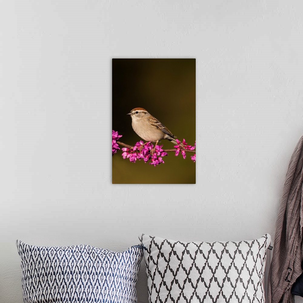 A bohemian room featuring Chipping Sparrow (Spizella passerina) perched