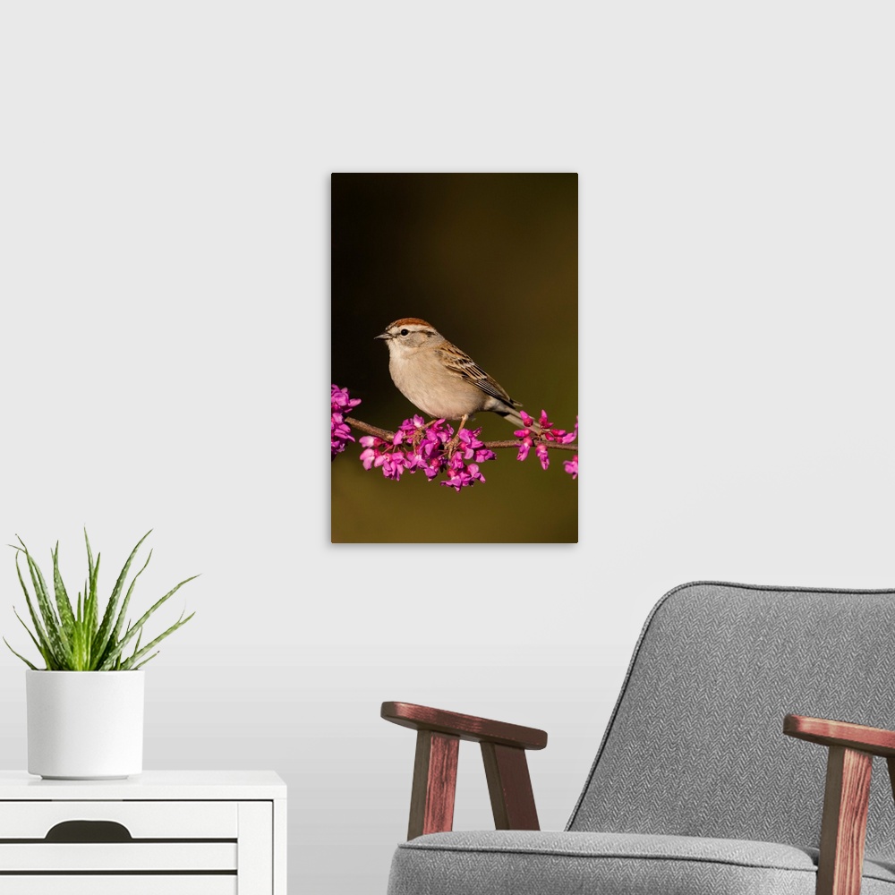 A modern room featuring Chipping Sparrow (Spizella passerina) perched