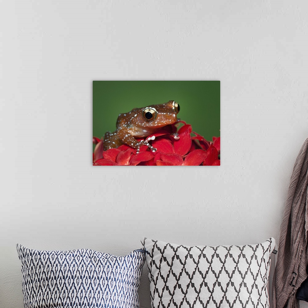 A bohemian room featuring Cinnamon Tree Frog, Nyctixalus pictus, Borneo