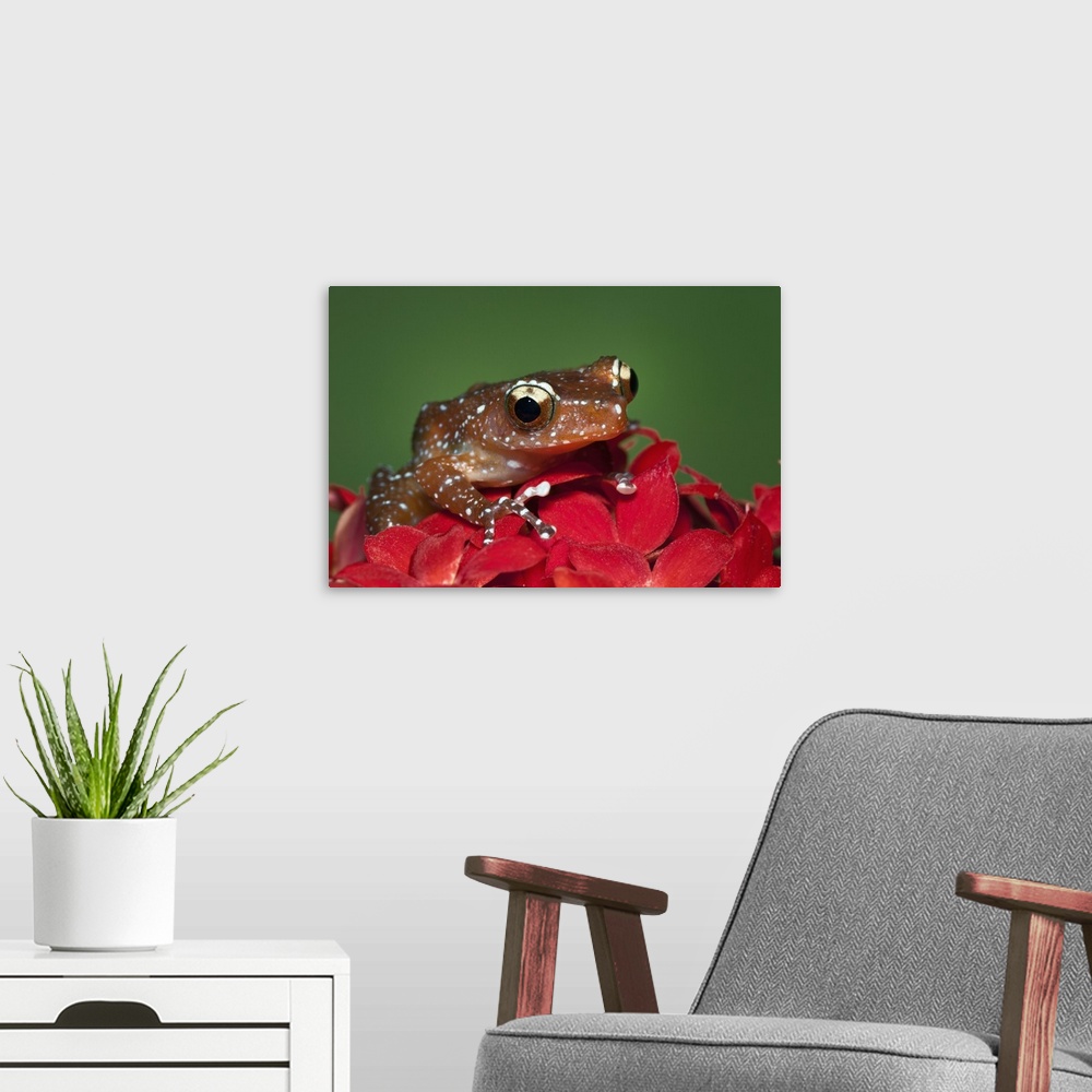 A modern room featuring Cinnamon Tree Frog, Nyctixalus pictus, Borneo