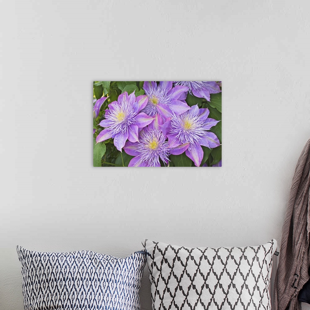 A bohemian room featuring Clematis flower