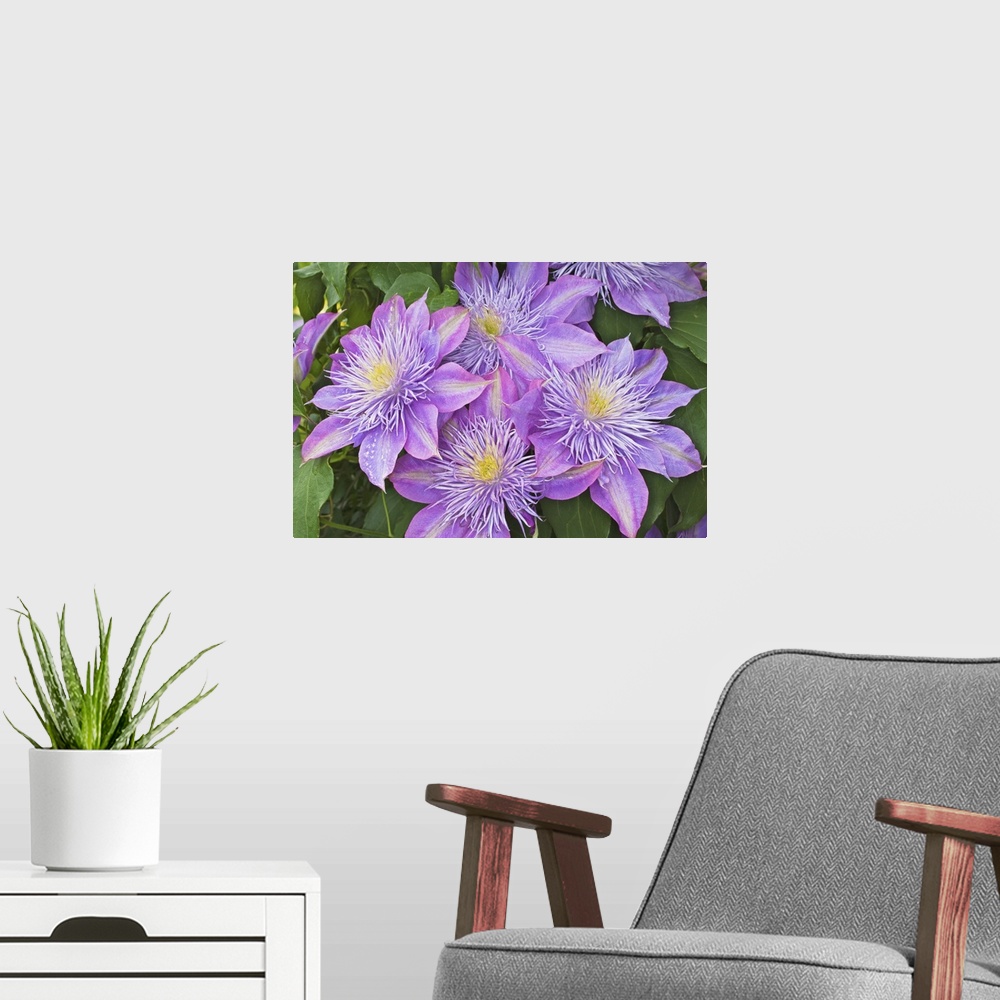 A modern room featuring Clematis flower