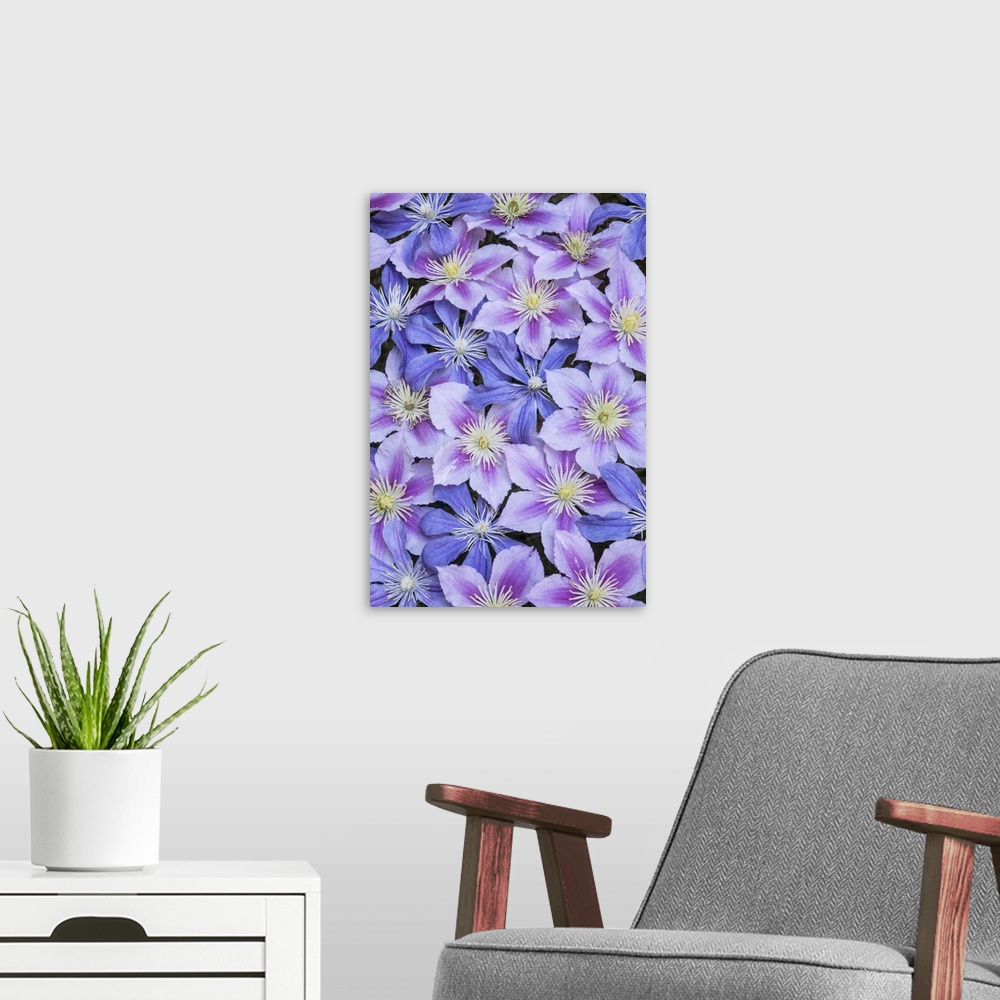 A modern room featuring Clematis flower grouping together in blues and pinks
