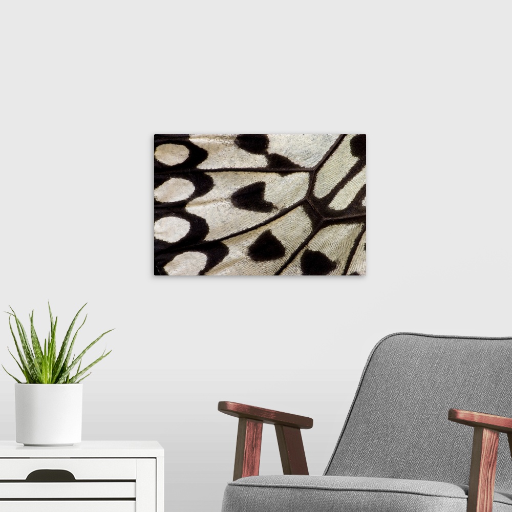 A modern room featuring Close-up detail wing pattern of tropical butterfly.