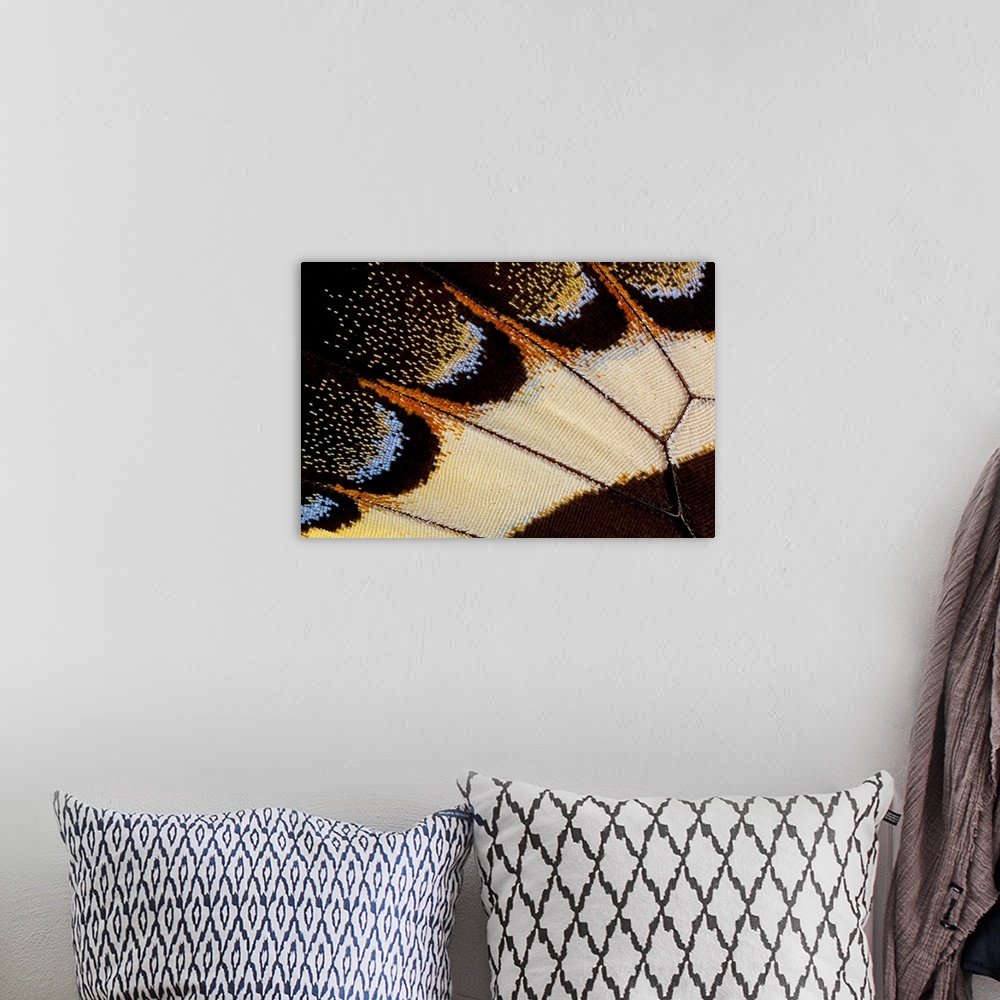 A bohemian room featuring Close-up detail wing pattern of tropical butterfly.