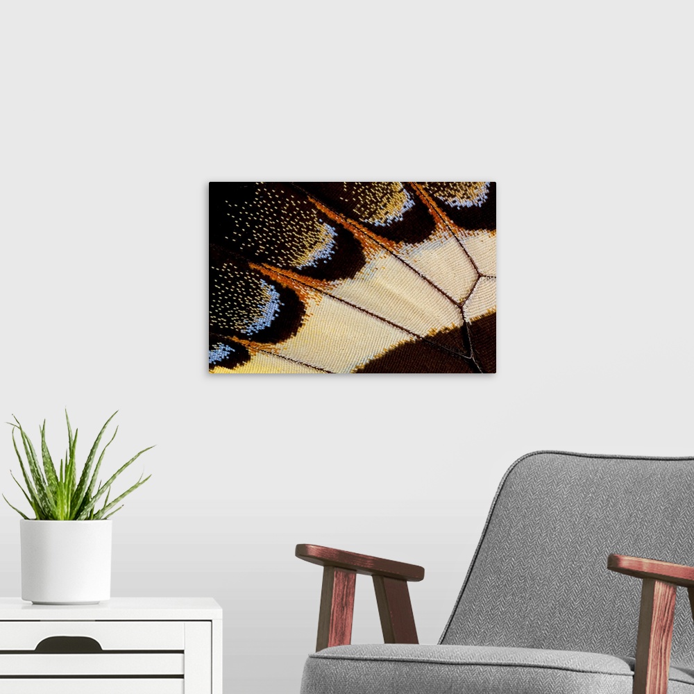 A modern room featuring Close-up detail wing pattern of tropical butterfly.