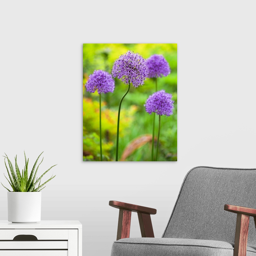 A modern room featuring USA, North America, Pennsylvania. Close-Up Image Of The Summer Flowering Bulbous Perennial Purple...