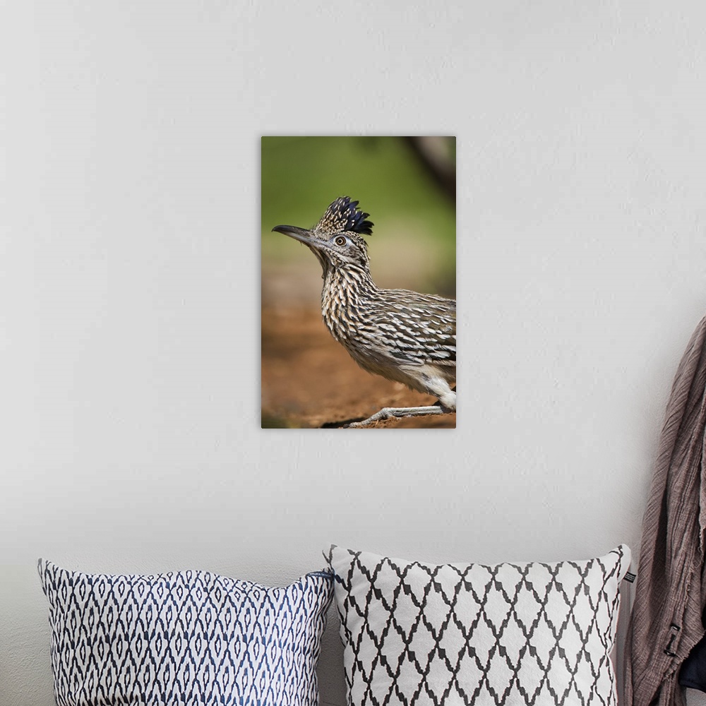 A bohemian room featuring Texas, Rio Grande Valley, close-up of adult greater roadrunner bird.