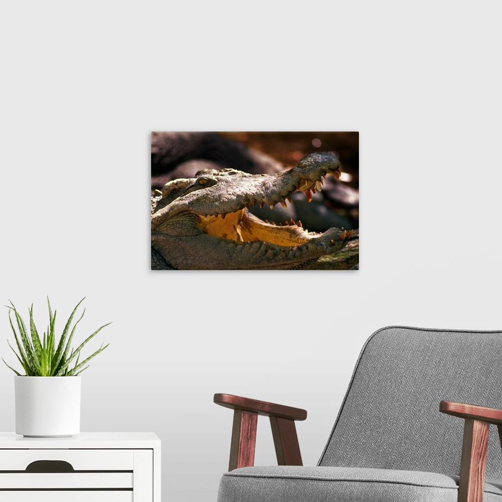 A modern room featuring Close-up of an aligator with his mouth open.