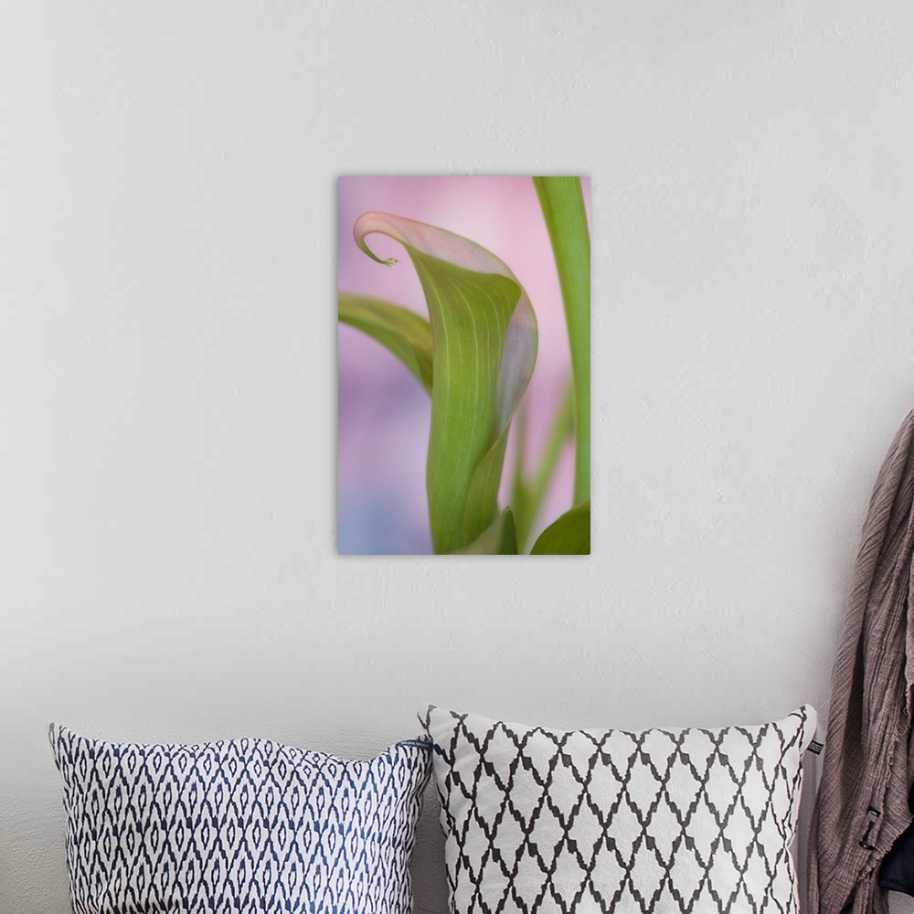 A bohemian room featuring Close-up of calla Lily.