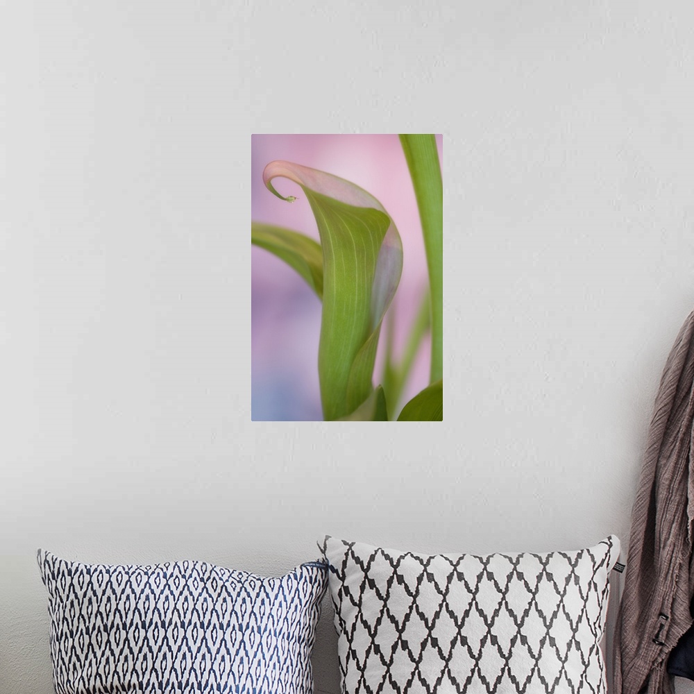 A bohemian room featuring Close-up of calla Lily.
