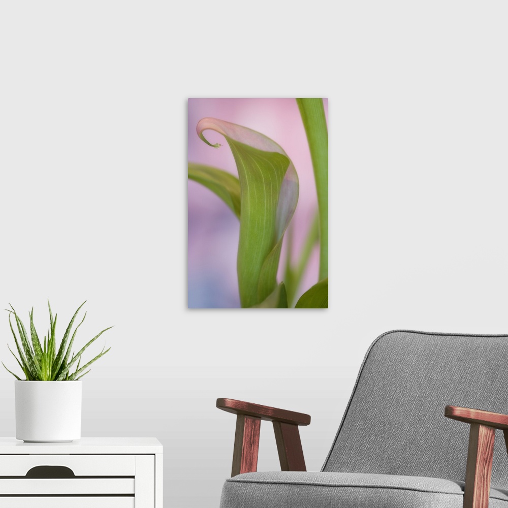 A modern room featuring Close-up of calla Lily.