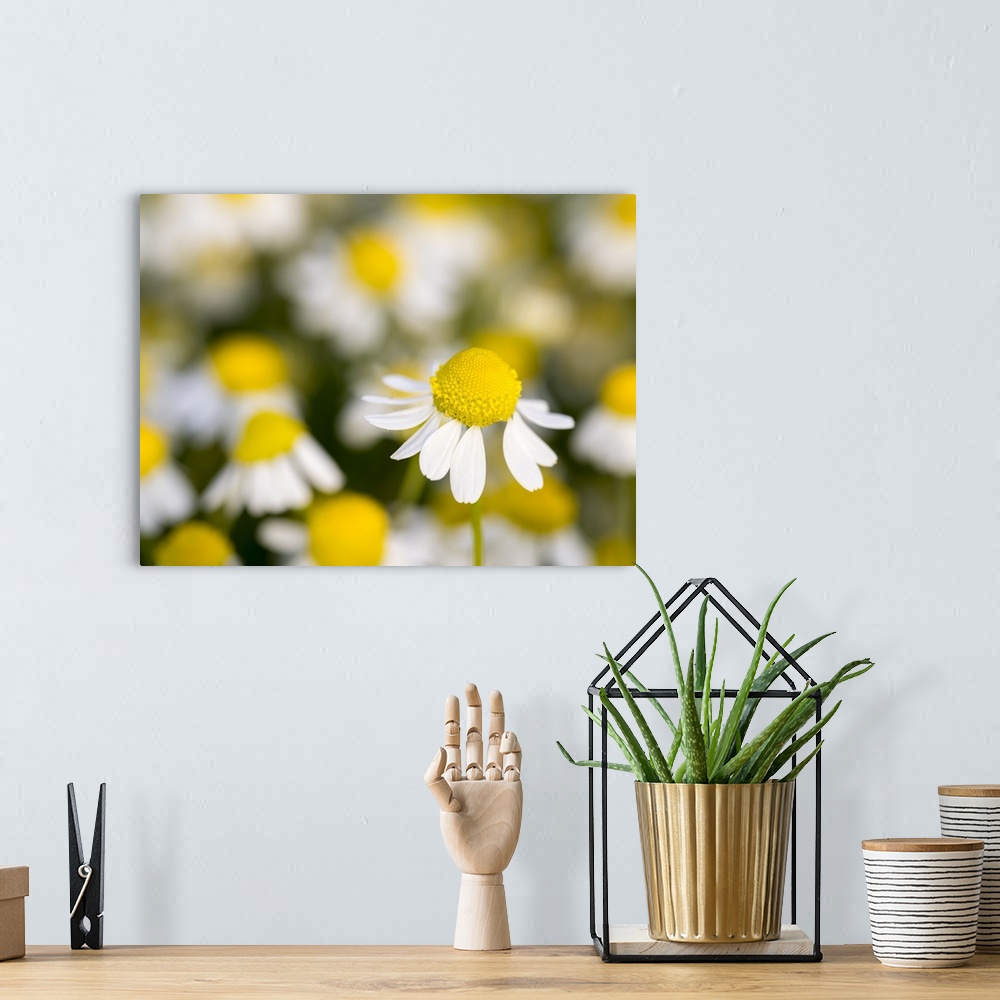 A bohemian room featuring Close up of Chamomile, Hortobagy National Park in spring. Hungary.
