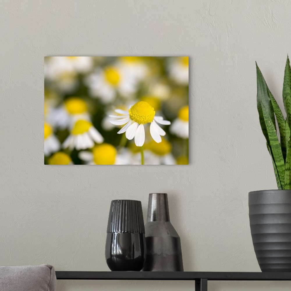 A modern room featuring Close up of Chamomile, Hortobagy National Park in spring. Hungary.