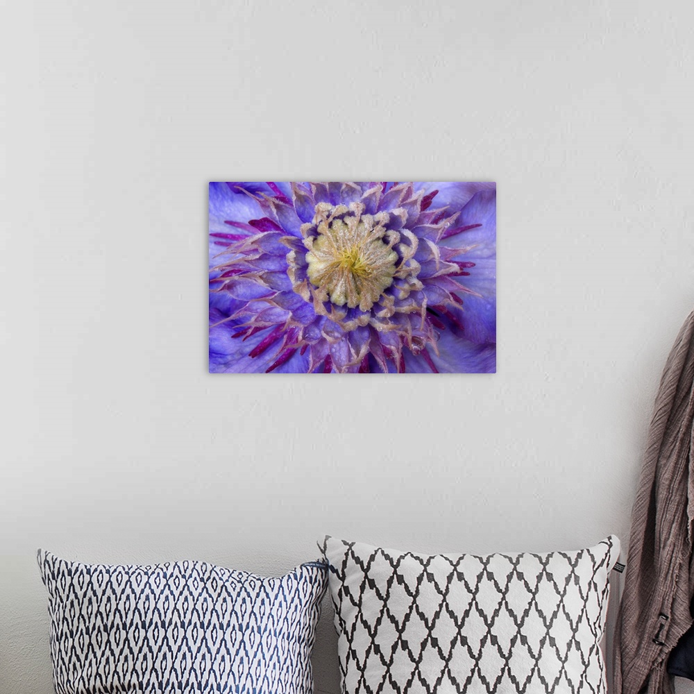 A bohemian room featuring Close-up of clematis blossom.