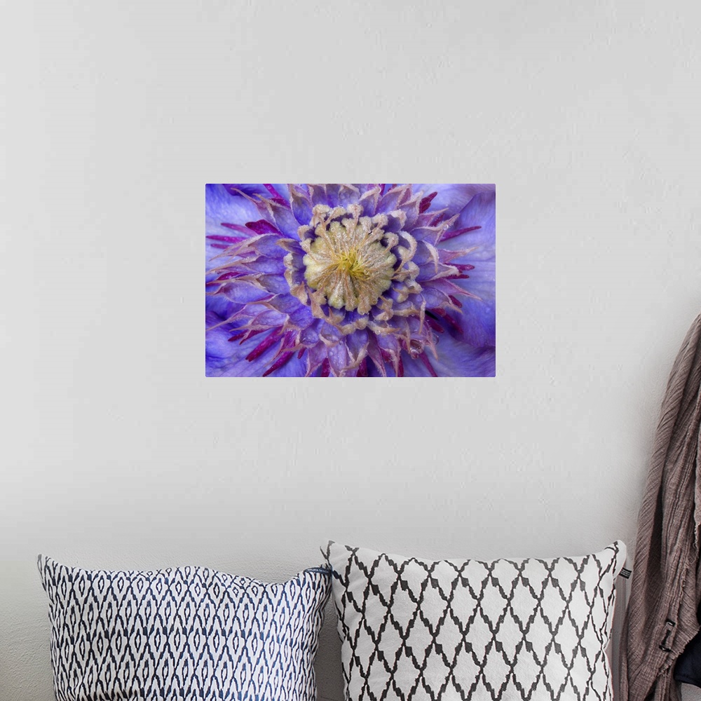 A bohemian room featuring Close-up of clematis blossom.