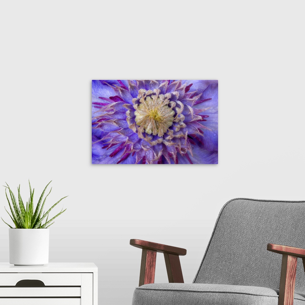 A modern room featuring Close-up of clematis blossom.