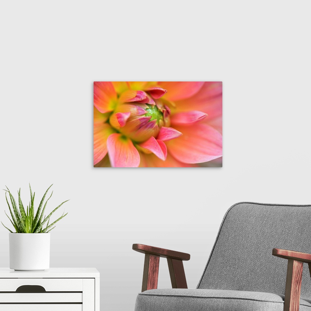 A modern room featuring Close-up of Dahlia flower, Dahlia spp. Rockport, Maine