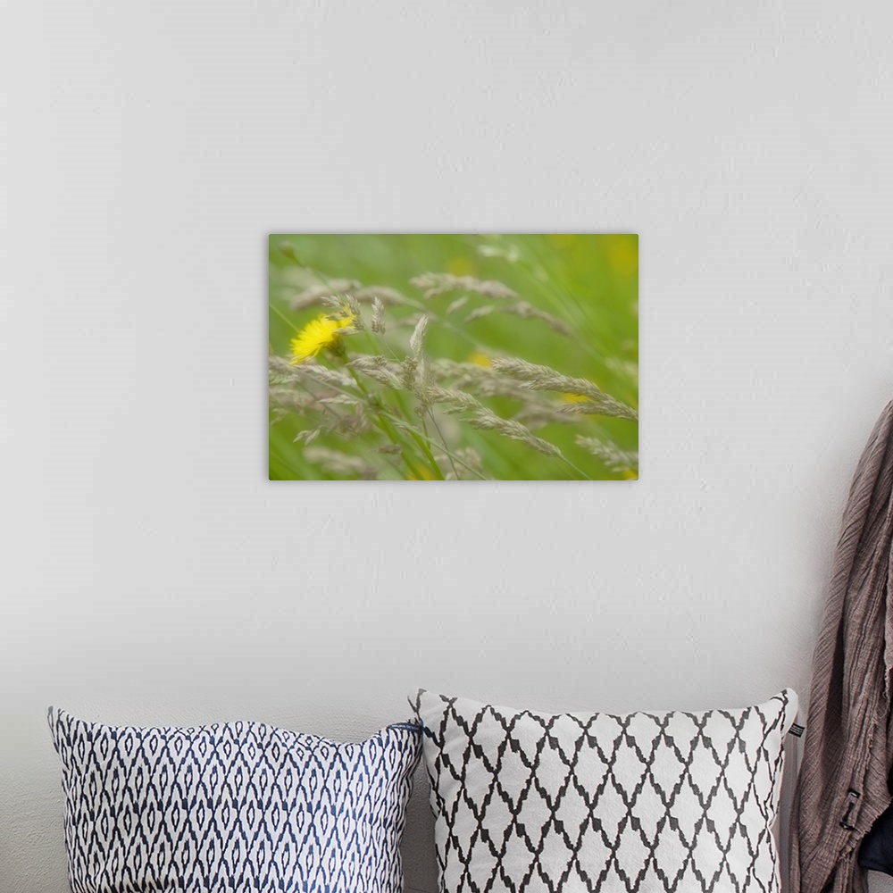 A bohemian room featuring Close-up of dandelion flower and grass seedheads.