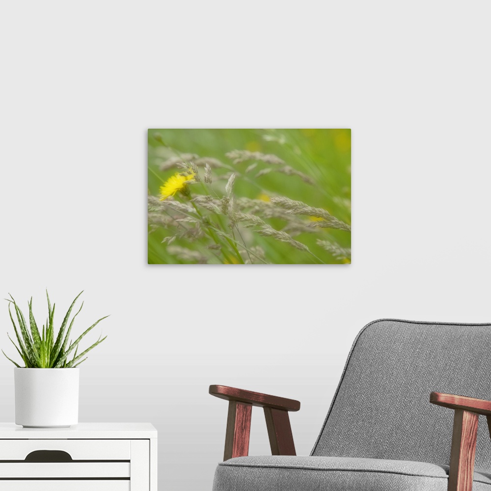 A modern room featuring Close-up of dandelion flower and grass seedheads.