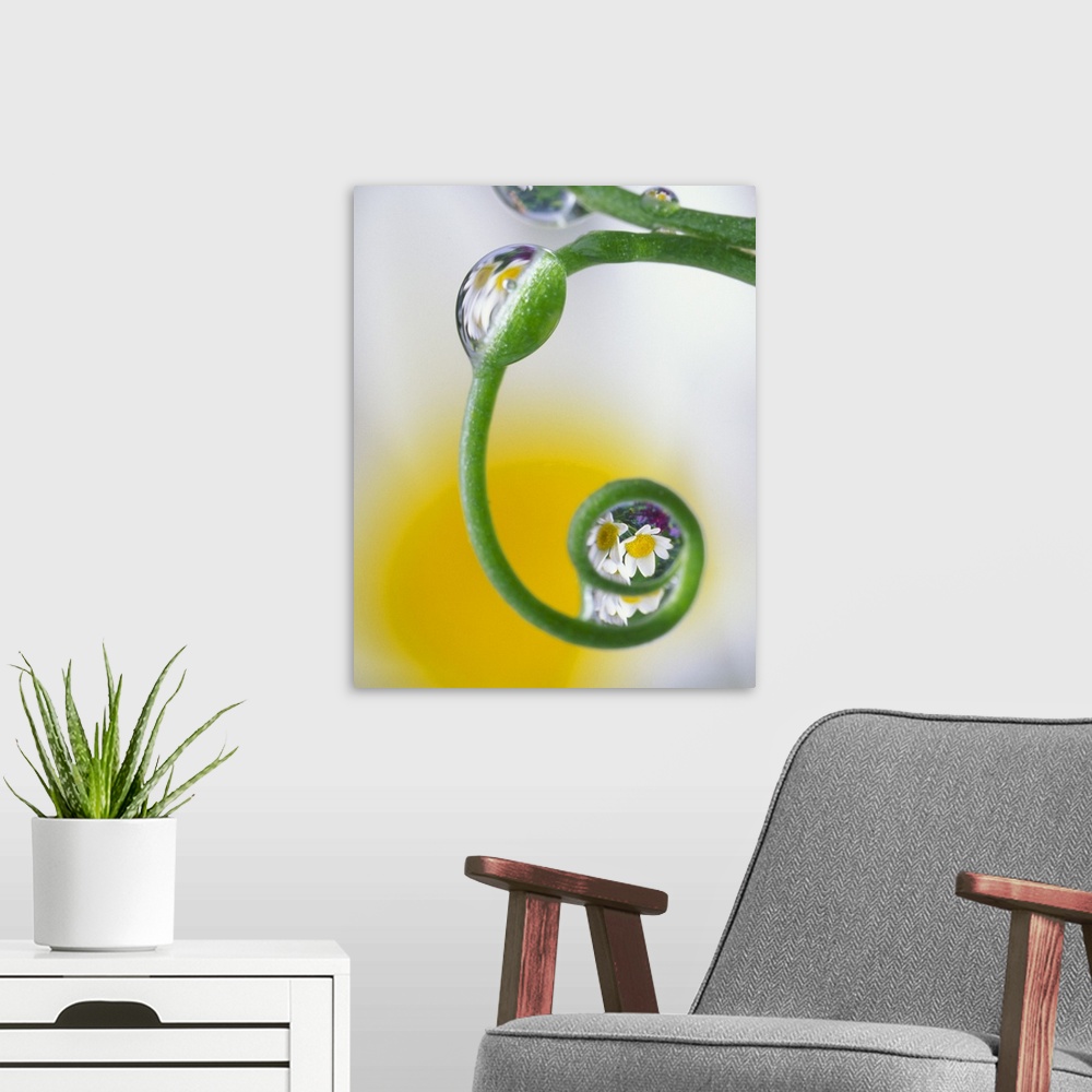A modern room featuring Close-up of dew drops on curved pea tendril reflecting daisy flowers in background. Credit as: St...