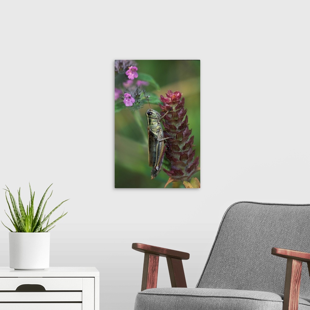 A modern room featuring Pennsylvania, Close-up of grasshopper on plant.